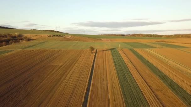 Flygfoto Över Gröna Jordbruksfält Våren Med Färsk Vegetation Efter Sådd — Stockvideo