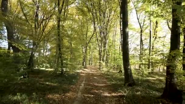 Bosque Otoñal Con Hojas Color Naranja Brillante Amarillo Bosques Densos — Vídeo de stock