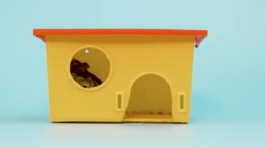Küçük, komik, minyatür, keş bir hamsterın küçük, sarı, plastik bir fare evinde oturması. Tüylü ve sevimli Dzhungar faresi evde.