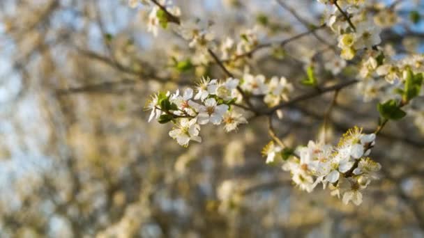 Close Flores Brancas Frescas Florescendo Galhos Árvore Início Primavera — Vídeo de Stock