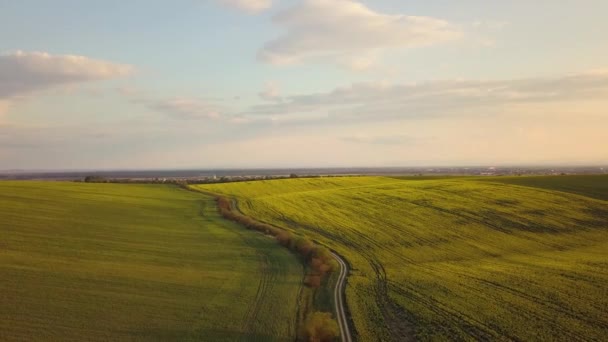 色彩艳丽的绿色农田 种菜籽 走越野土路的空中景观 — 图库视频影像