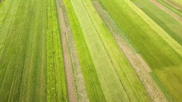 Vista Aérea Campos Agricultura Verde Primavera Com Vegetação Fresca Após — Vídeo de Stock