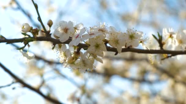 Sluiten Van Verse Witte Bloeiende Bloemen Een Boom Takken Het — Stockvideo