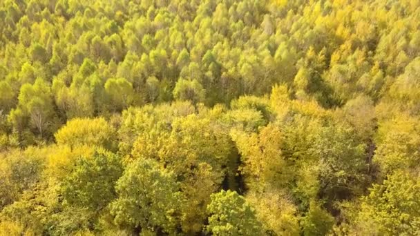 Floresta Outono Com Folhas Laranja Amarelas Brilhantes Madeiras Densas Tempo — Vídeo de Stock