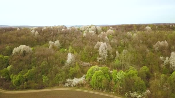 Luchtfoto Van Het Voorjaarsbos Met Bloeiende Witte Bomen Dichte Bossen — Stockvideo