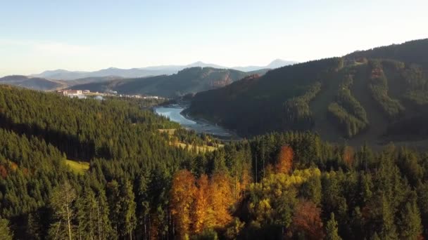 Luchtfoto Van Herfst Berglandschap Met Groenblijvende Pijnbomen Gele Herfst Bos — Stockvideo