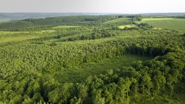 Зверху Вниз Повітряний Вид Зелений Літній Ліс Великою Площею Вирубаних — стокове відео