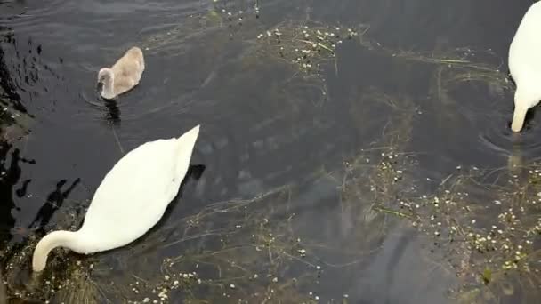 Família Cisne Com Pequenos Chiks Jovens Flutuando Água Uma Lagoa — Vídeo de Stock