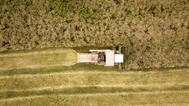 Vista Aérea Cosechadora Cosechadora Cosechadora Grande Campo Trigo Maduro Agricultura — Vídeos de Stock