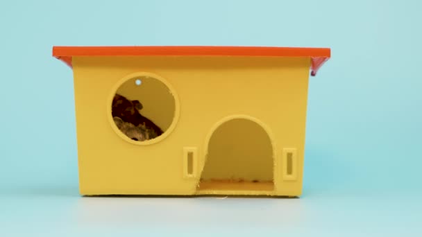 Fechar Pequeno Hamster Jungar Miniatura Engraçado Sentado Pequena Casa Rato — Vídeo de Stock