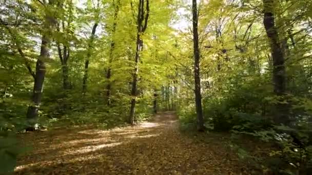 Bosque Otoñal Con Hojas Color Naranja Brillante Amarillo Bosques Densos — Vídeo de stock