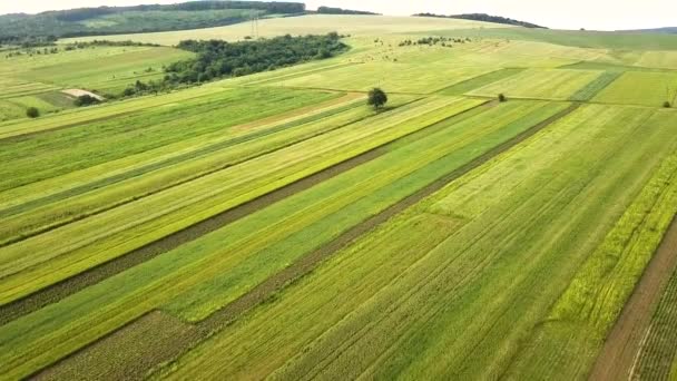 Вид Воздуха Зеленые Сельскохозяйственные Поля Весной Свежей Растительностью После Посевного — стоковое видео