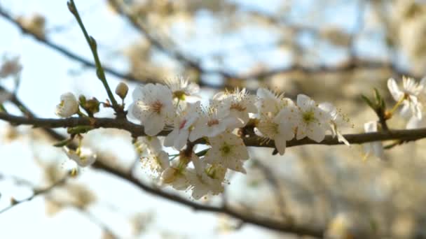 Close Flores Brancas Frescas Florescendo Galhos Árvore Início Primavera — Vídeo de Stock