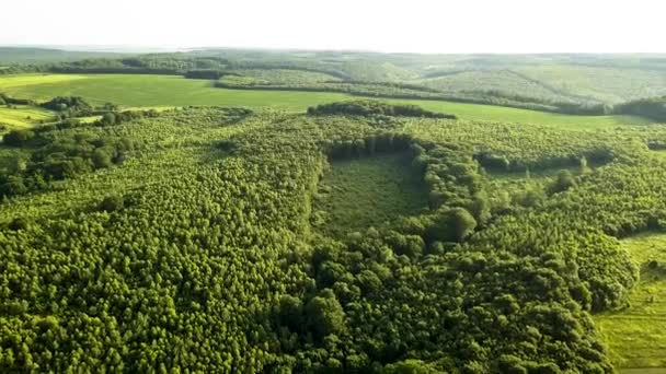 Shora Dolů Letecký Pohled Zelený Letní Les Velkou Plochou Pokácených — Stock video