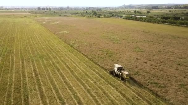 Widok Lotu Ptaka Kombajn Zbożowy Zbierający Duże Dojrzałe Pole Pszenicy — Wideo stockowe