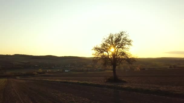 Grande Albero Verde Che Cresce Solo Nel Campo Primaverile Alla — Video Stock