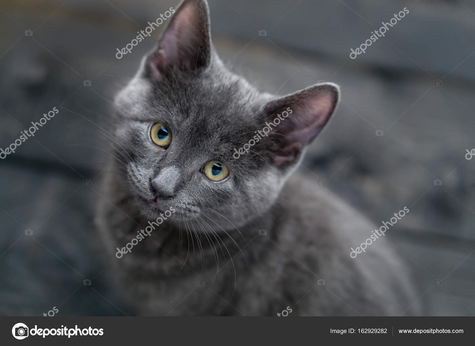 Kätzchen Mit Silber Graues Fell Stockfoto Louno 162929282