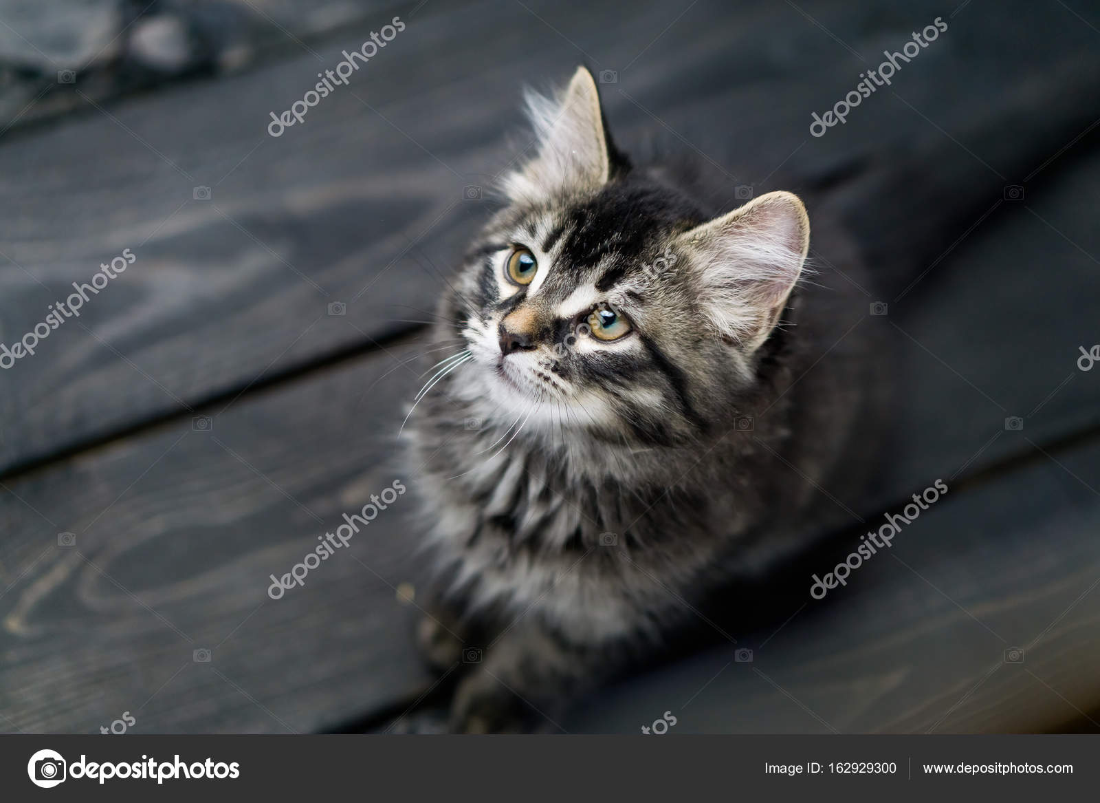 Cute tabby kitten. Stock Photo by ©Louno 162929300