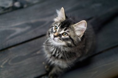 şirin tabby yavru kedi.