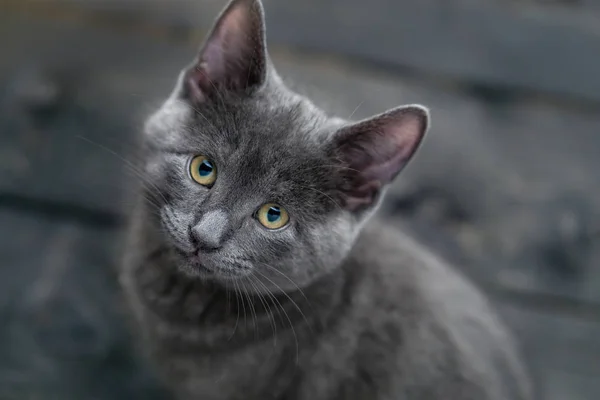 Kotě s stříbrná šedá kožešiny. — Stock fotografie