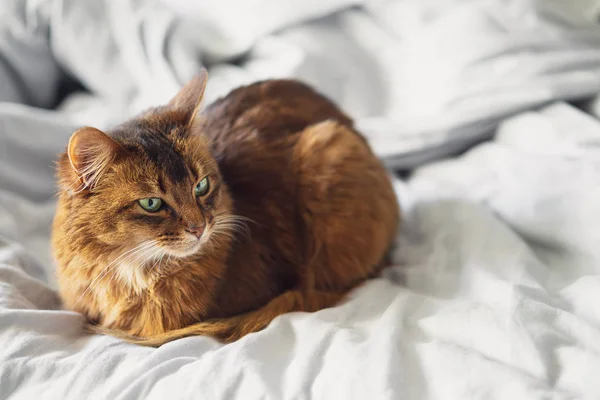 Domestique mignon chat couché dans lit draps à l'intérieur . — Photo