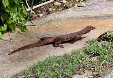 Bengal monitör kertenkele