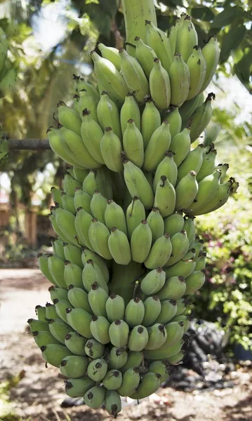 Banana em grupo — Fotografia de Stock
