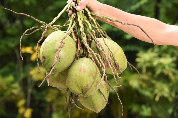 Fruto de coco no ramo — Fotografia de Stock