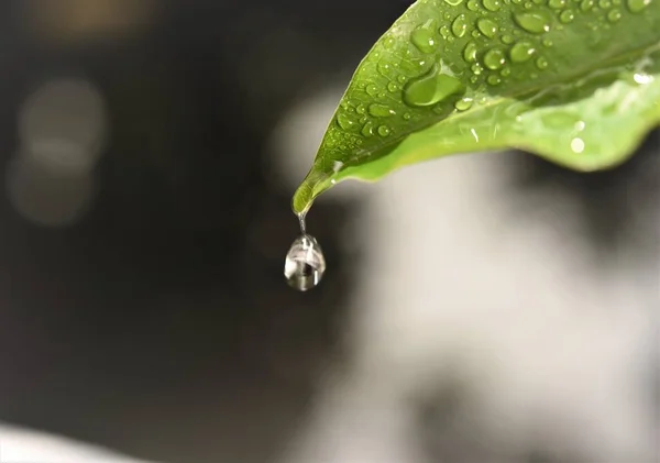 water drop close up