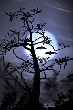 Cadılar Bayramı Gecesi Ayı