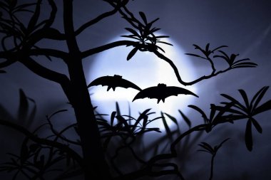 Cadılar Bayramı Gecesi Ayı