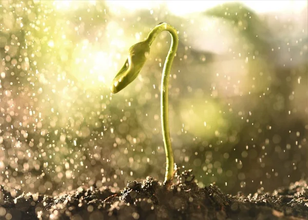 Plantan i regn — Stockfoto