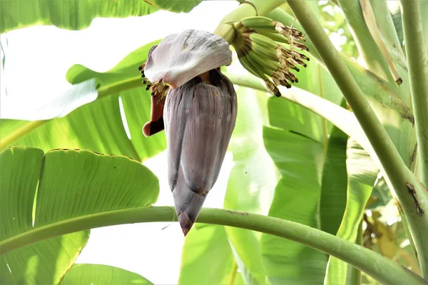 Kwiat Banana Czas Aby Być Banany — Zdjęcie stockowe