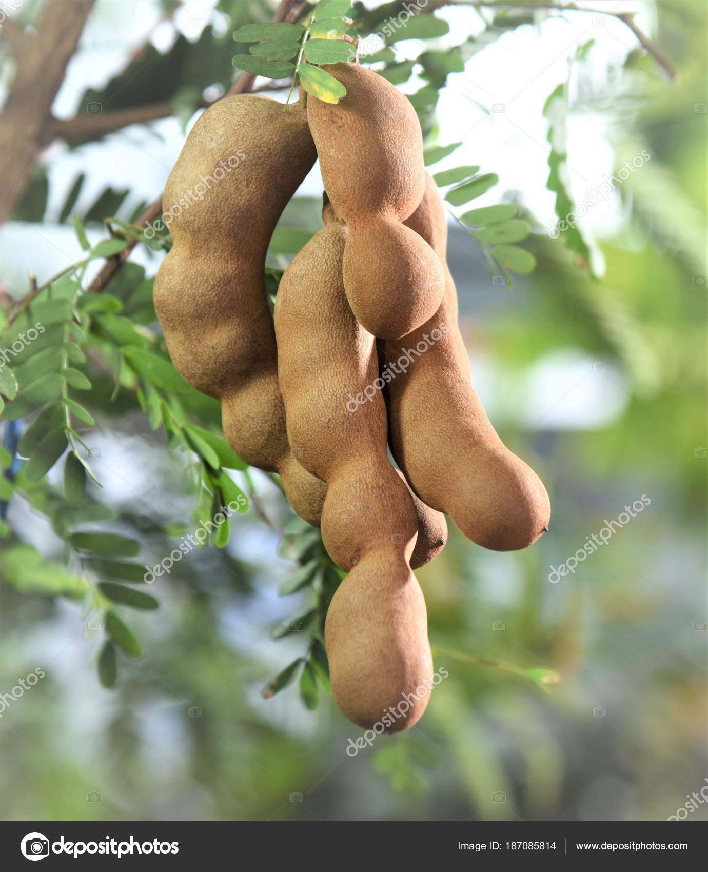 Tamarind Fruit Its Tree Stock Photo Image By C Srisomthavil Gmail Com