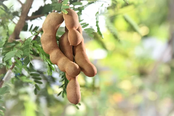 Owoc Tamaryndowca Jego Drzewo — Zdjęcie stockowe
