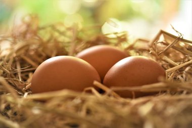 tavuk yumurta yuva Bahçe bogeh arka planda