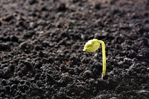 Tamarind Seedling Growing Fertile Soil — Stock Photo, Image
