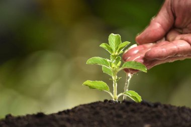 el sulama tosacred fesleğen Filiz 