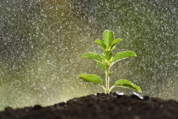 Sacredbasil Sprout Drizzle Rain — стоковое фото