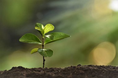 sabah güneş ışığında Filiz