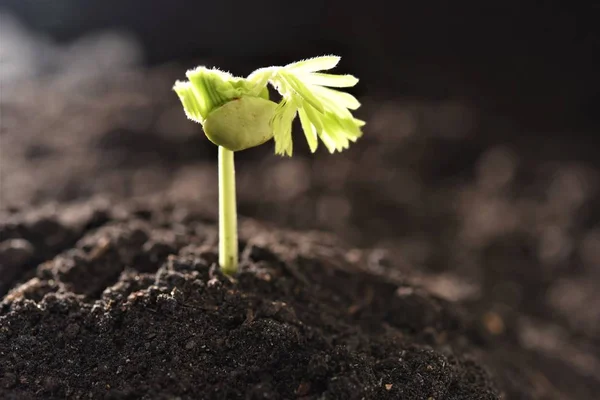 Tamarind Seedling Growing Rich Fertile Soil — Stock Photo, Image