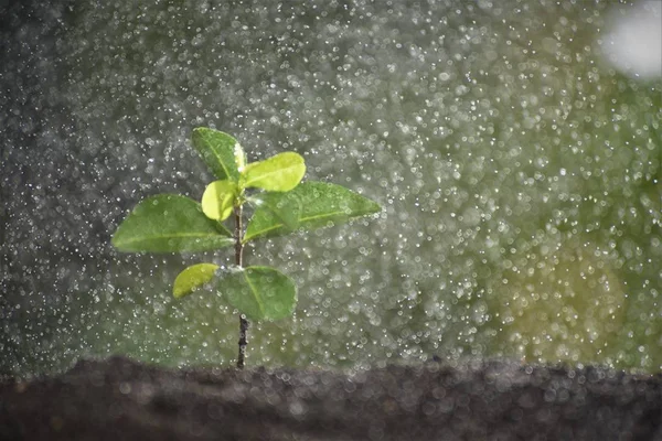 sprout in drizzle rain