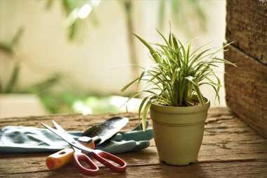plant in pot with gardening tools on old wood corner clipart