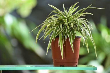 cam raf üzerinde dekore pot bitki