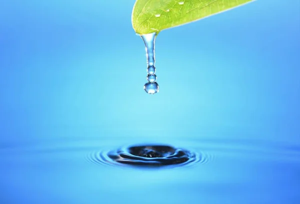 water drop from green leaf over the water surface
