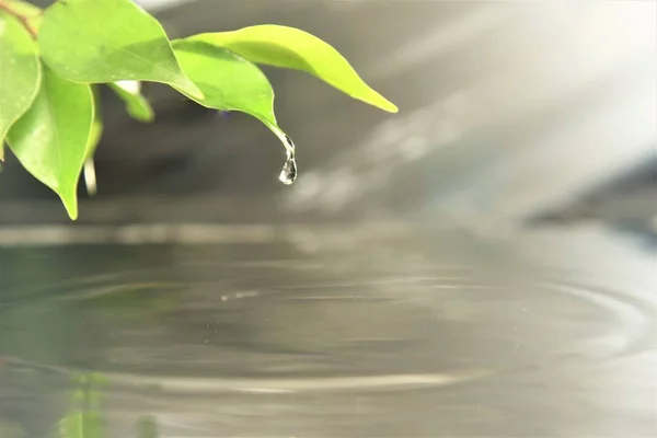 water drop from green leaf over the water surface in morning sunshine