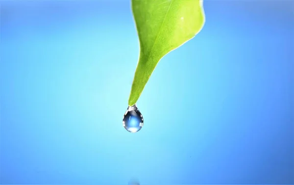 Goutte Eau Feuille Verte Bleu Bachground — Photo