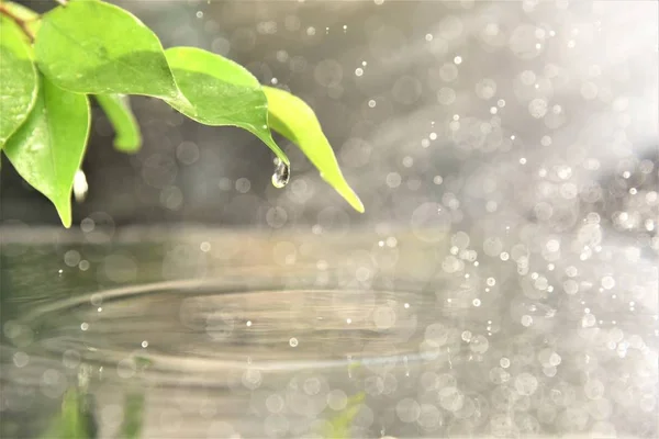 Drizzlr 표면에 잎에서 물방울 — 스톡 사진