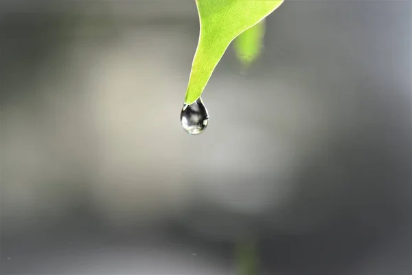 Goutte Eau Feuille Verte Gros Plan — Photo