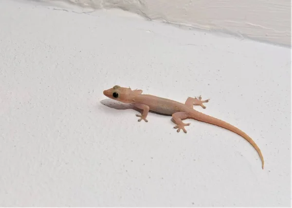 Jaszczurka Wspinaczka Ścianie Szuka Jego Żywności Owadów — Zdjęcie stockowe